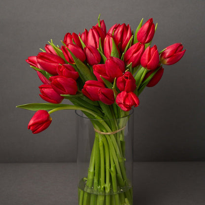 Red Tulips