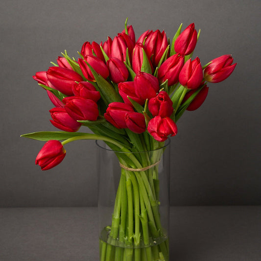 Red Tulips